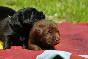 Labradori retriiveri kutsikad (7 foto / 10)