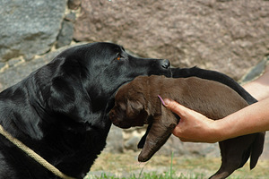 Labradori retriiveri kutsikad (9 foto / 10)