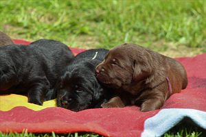 Labradori retriiveri kutsikad (8 foto / 10)