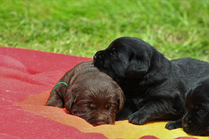 Labradori retriiveri kutsikad (10 foto / 10)