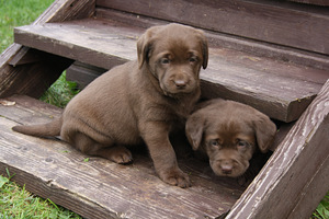 Labradori retriiveri kutsikad (6 foto / 8)