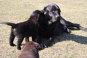 Labradori retriiveri kutsikad (7 foto / 8)