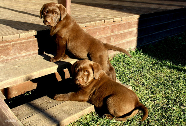 Šokolaadivärvi labradori retriiveri kutsikad