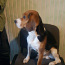 Beagle otsib sõbrannat (foto #1)