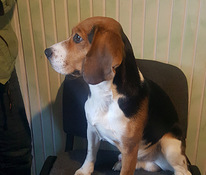 Beagle otsib sõbrannat