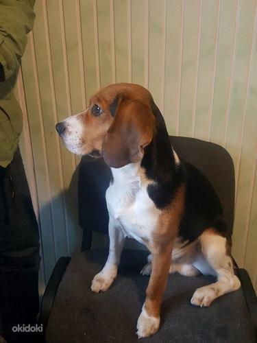Beagle otsib sõbrannat (foto #1)