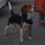Beagle otsib sõbrannat (foto #3)