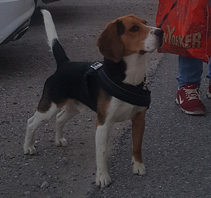 Beagle otsib sõbrannat (3 foto / 3)
