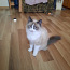 Вязка внеплановая кошка Regdoll (фото #1)