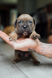 Щенки Cane Corso (5 фото из 6)