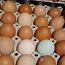 Куриные яйца домашние (фото #1)