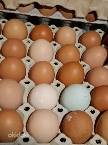 Куриные яйца домашние (фото #1)
