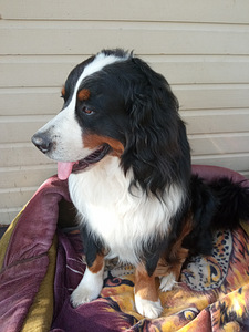 BERNI ZENNENHUND (6 foto / 10)