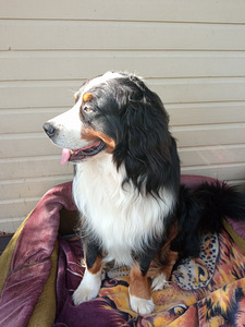 BERNI ZENNENHUND (7 foto / 10)