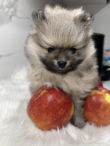 Pomeranian spitsi kutsikad (2 foto / 4)