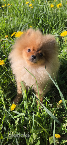 Pomeranian spits - Ilus kutsikas, 5 kuud, Riia