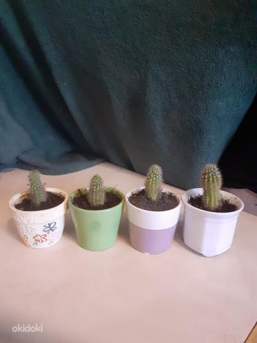 Kaktuse (Exynopsis toruõieline) lapsed (foto #1)