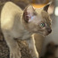 Ekskluzīvs. tonkines kaķis (foto #3)