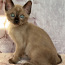 Ekskluzīvs. tonkines kaķis (foto #4)