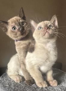 Котята тонкинезы. (1 фото из 9)
