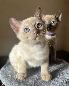 Котята тонкинезы. (4 фото из 9)
