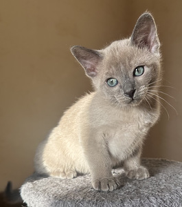 Котята тонкинезы. (5 фото из 9)