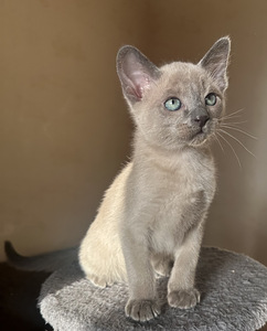 Котята тонкинезы. (7 фото из 9)