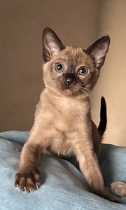 Котенок Тонкинез (1 фото из 8)