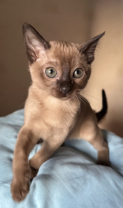 Котенок Тонкинез (3 фото из 8)