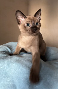Котенок Тонкинез (4 фото из 8)