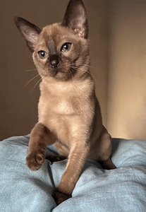 Котенок Тонкинез (7 фото из 8)