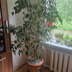 Комнатный цветок (1 фото из 1)