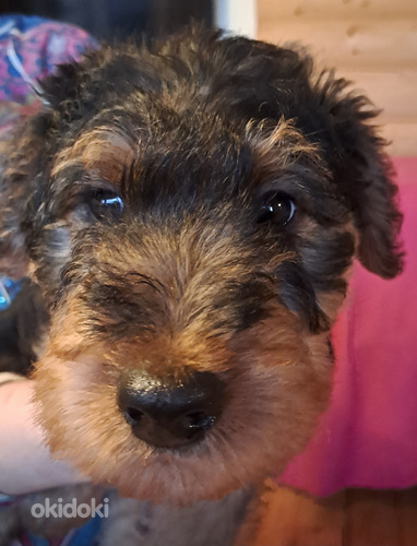 Airedale terjer
