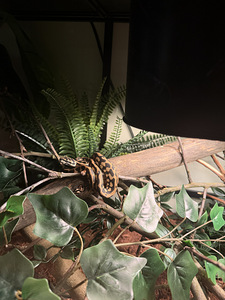 Morelia Spilota Cheynei (1 foto / 4)