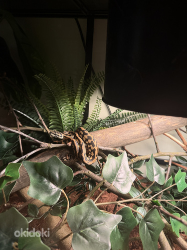 Morelia Spilota Cheynei