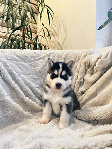 Husky Pennut