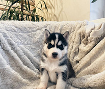 Husky Pennut