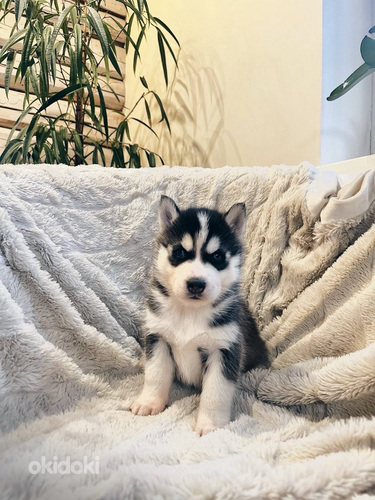 Husky Pennut