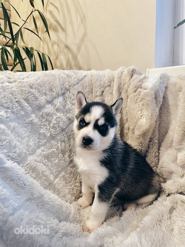 Husky Pennut (7 sivusta 10)