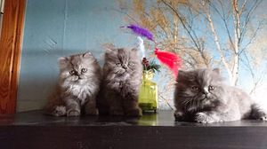 Персидские котята (10 фото из 10)