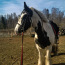 Hobune (foto #1)