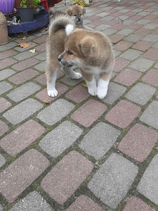 Akita - inu (3 foto no 9)