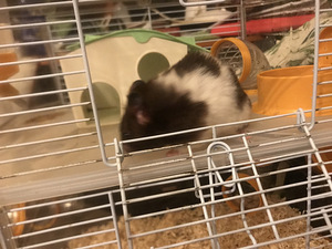Hamster puuriga (1 foto / 3)