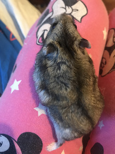 Hamster puuriga (1 foto / 5)