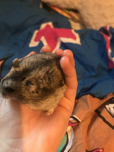 Hamster puuriga (2 foto / 5)