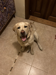 Labrador (3 foto / 5)
