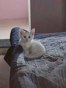 Kassipojad (5 foto / 5)