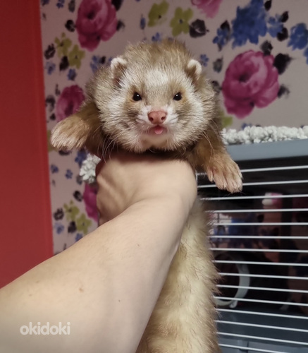 Хорек ждет невесту