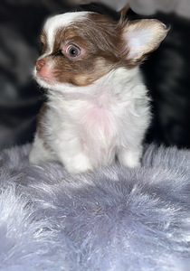Chihuahua kutsikad (4 foto / 9)