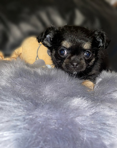 Chihuahua kutsikad (6 foto / 9)